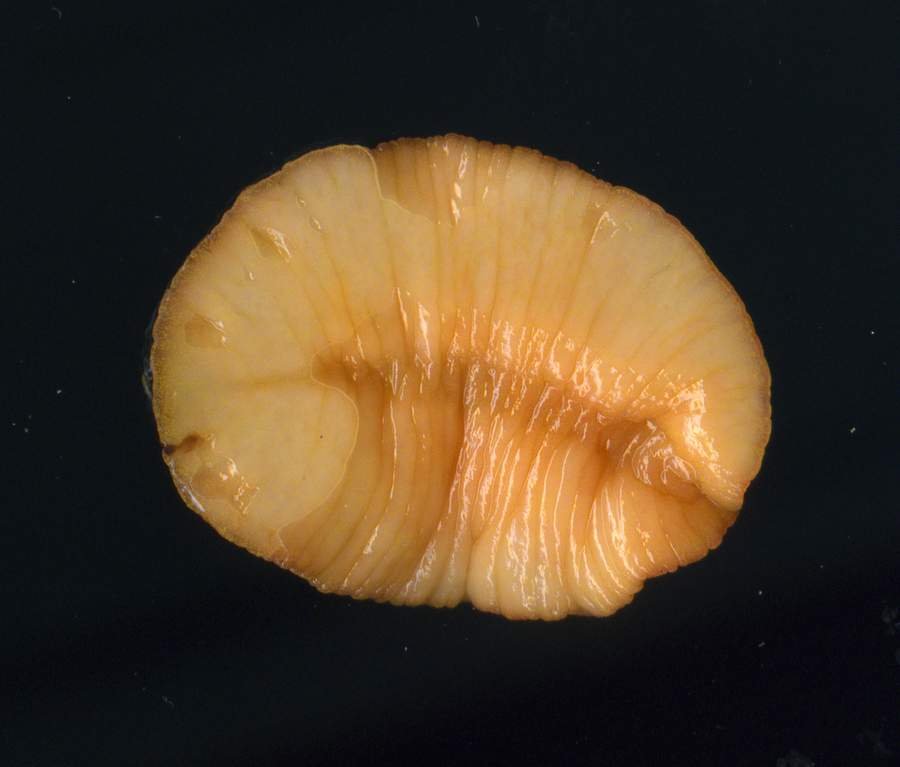 Testacella gestroi Issel, 1873